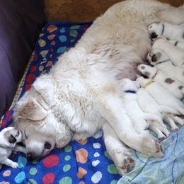 Great Pyrenees Puppies from Wells' Providence Pyrenees