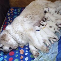 Great Pyrenees Puppies from Wells' Providence Pyrenees