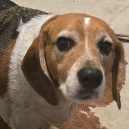Beagle puppies from Happier with Dogs