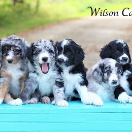 Aussiedoodle Puppies from Wilson Cattle Co.