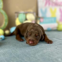 Doberman Pinscher puppies from Tx Pups