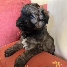 Boy 6 (gray collar) - Brown male Whoodle puppy in Concord, North Carolina from RockyRiverWhoodles