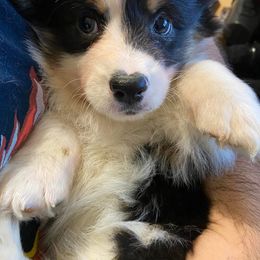 "Crash (Ana X Oberon)" Pembroke Welsh Corgi Puppies from Ohana Corgis Inc