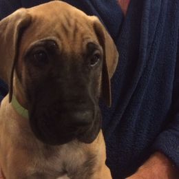 Great Dane Puppies from Daynakin Great Danes LLC