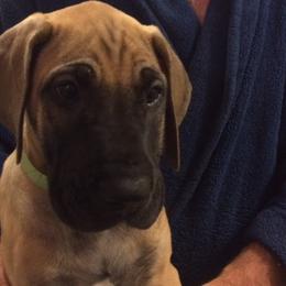 Great Dane Puppies from Daynakin Great Danes LLC