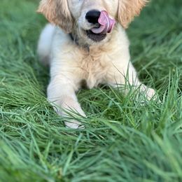 Golden Retriever Puppies from Goldens of Hope