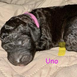 UNO - Black female Poodle puppy in Stanley, Wisconsin from McJare's Puppy Palace