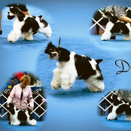 Cocker Spaniel Puppies from Dalin Cockers