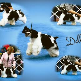 Cocker Spaniel Puppies from Dalin Cockers