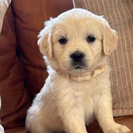 White (3700) - Light golden female Golden Retriever puppy in Pahrump, Nevada from Southern Nevada Goldens
