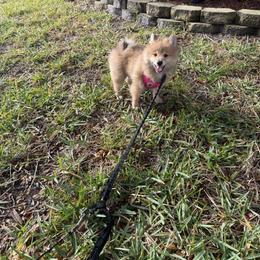 Daisey - Orange parti female Pomeranian puppy in Fort Myers, Florida from Poms in Paradise