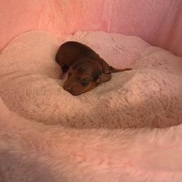 Boy 2 - Chocolate male Dachshund puppy in Bristol, Tennessee from It's Mini Wieners Baby