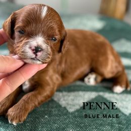 Penne - Red male Cavapoo puppy in Pagosa Springs, Colorado from Selah Mountain Dogs