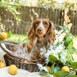 Meadow - Dachshund