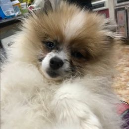 Pomeranian Puppies from La Belle Pomeranians