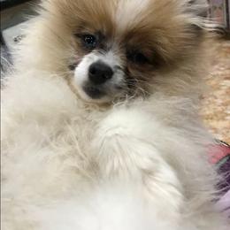 Pomeranian Puppies from La Belle Pomeranians