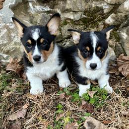 Pembroke Welsh Corgi Puppies from Trowbridge Corgis