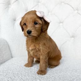 Breezy - Red  female Goldendoodle puppy in Sterling, Illinois from Charley's Goldendoodles