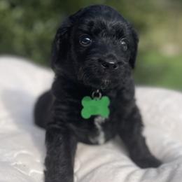 Boy 2 - Black and white male Aussiedoodle puppy in Houston, Texas from Waggin’ R Tails