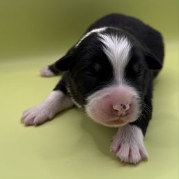 Zachary - Black tri-color male Australian Shepherd puppy in New Boston, New Hampshire from Painted Pup Australian Shepherds