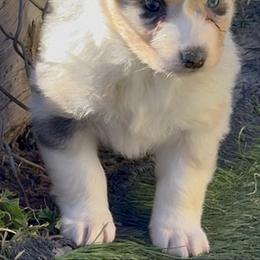 Girl 2 - Blue merle female Australian Shepherd puppy in Divide, Colorado from Outlaw Farm and Kennel
