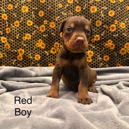 Red Boy - Red and rust male Doberman Pinscher puppy in Knox, Indiana from Double River Dobermans