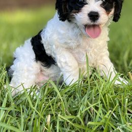 Cavapoo Puppies from Southern Charm Cavapoos