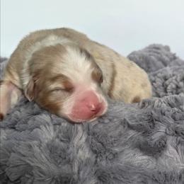Soleil - Red merle female Australian Shepherd puppy in Jameson, Missouri from Sky Creek