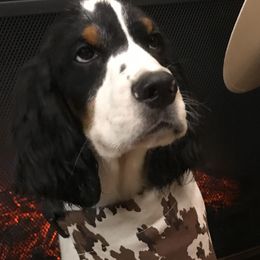 English Springer Spaniel Puppies from River’s Edge ~ English Springer Spaniels