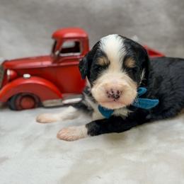 Austin - Tri-color male Bernedoodle puppy in Williamson, New York from Lakeside Doodles