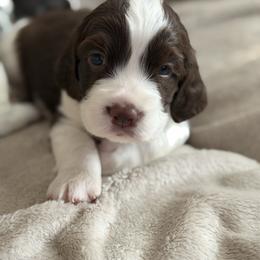 Yellow boy - White and liver male English Springer Spaniel puppy in Lufkin, Texas from Shifletknights Springer Spaniels