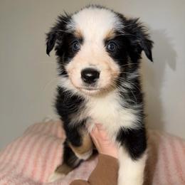 Joy - Black tri-color female Australian Shepherd puppy in Anniston, Alabama from All Hale Aussies
