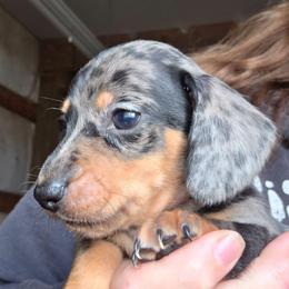 Pepper's black and tan dapple dmooth boy - Dapple male Dachshund puppy in Caldwell, Idaho from Dozendachs