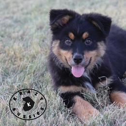 Jimmy - Black tri male Miniature Australian Shepherd puppy in Garden Plain, Kansas from Krazy K Aussies