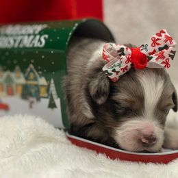 Teal collar - Blue merle female Miniature Australian Shepherd puppy in 32046, Florida from River Hill Ranch