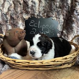 Eclipse - Black and white male Saint Berdoodle puppy in Traverse City, Michigan from Bare Paws Saint Berdoodles