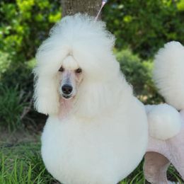 Azalea - Poodle