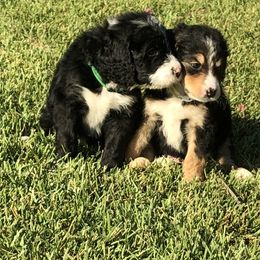 Bernedoodle and Goldendoodle Puppies from Heartfelt GoldenDoodles
