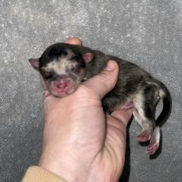 Marcel - Brindle male Pomeranian puppy in Franklin, North Carolina from A&J Cutie Pawtooties