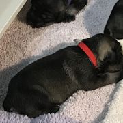 Standard Schnauzer Puppies from Stahlkrieger Standard Schnauzers
