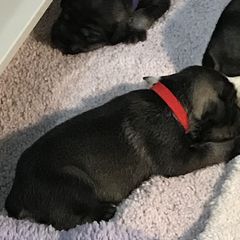 Standard Schnauzer Puppies from Stahlkrieger Standard Schnauzers