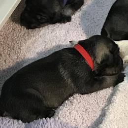 Standard Schnauzer Puppies from Stahlkrieger Standard Schnauzers