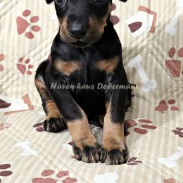 Black rust Male 293 - Black and rust male Doberman Pinscher puppy in Harmony, North Carolina from Havenhaus Dobermans