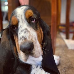 Banjo - Basset Hound
