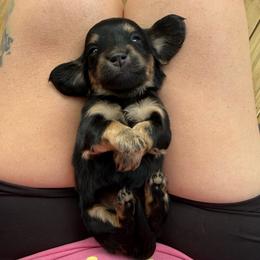 Chick - Black and tan female Dachshund puppy in London, Kentucky from Steele Half Acre Homestead