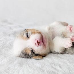American Corgi and Pembroke Welsh Corgi Puppies from America's Red White and Bluie Corgis