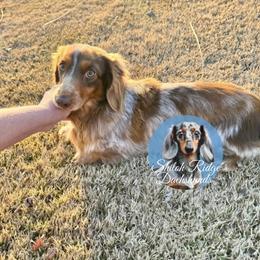 Dash - Dachshund