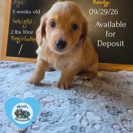 Roo - Red male Dachshund puppy in Hoquiam, Washington from Heyd's Mini Dachshunds