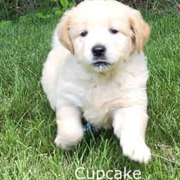 Girl 1 - Light golden female Golden Retriever puppy in Milford, Michigan from Servant Kennel