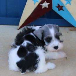 Alaska - Parti male Miniature Schnauzer puppy in Lufkin, Texas from Texas Lil Cowdogs